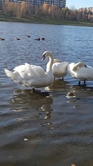 Cygnus olor