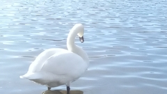 Cygnus olor