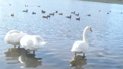 Cygnus olor