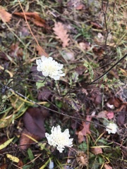 Scabiosa ochroleuca
