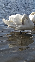 Cygnus olor