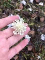 Scabiosa ochroleuca