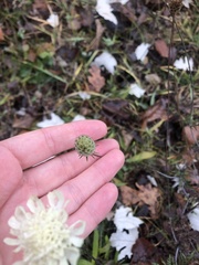 Scabiosa ochroleuca