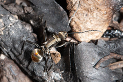 Polyrhachis elegantula