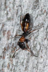 Opisthopsis picta