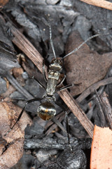 Polyrhachis elegantula