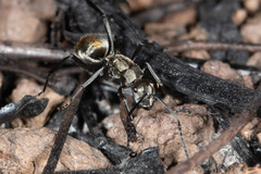Polyrhachis elegantula
