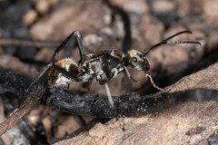Polyrhachis elegantula