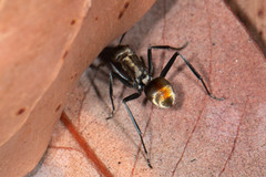 Polyrhachis elegantula