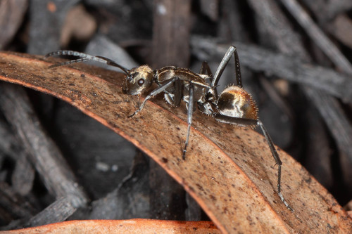 Polyrhachis elegantulaPolyrhachis elegantula
