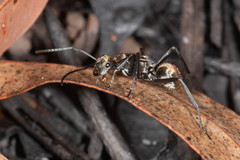 Polyrhachis elegantula