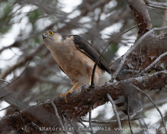 Accipiter rufiventris