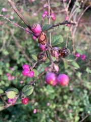Symphoricarpos × chenaultii