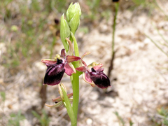 Ophrys mammosa