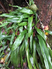 Carex fraseriana