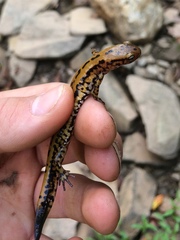 Eurycea longicauda × guttolineata