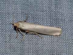 Eilema interpositella