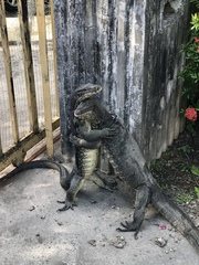 Varanus salvator macromaculatus