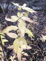 Magnoliopsida