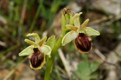 Ophrys sphegodes epirotica