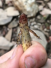 Eurycea longicauda × guttolineata
