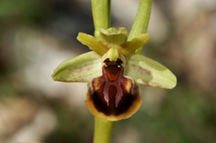 Ophrys sphegodes epirotica