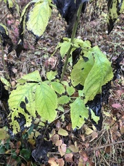 Sambucus ebulus