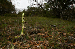 Ophrys sphegodes epirotica