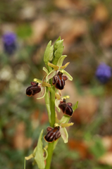 Ophrys sphegodes epirotica