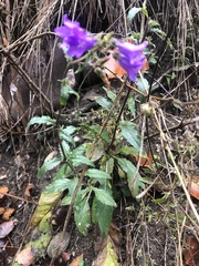 Campanula