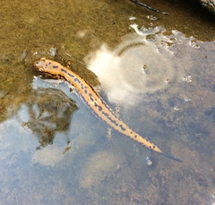 Eurycea longicauda × guttolineata