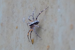 Nyssus