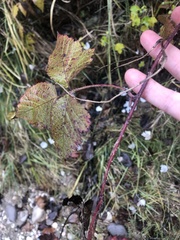 Rubus