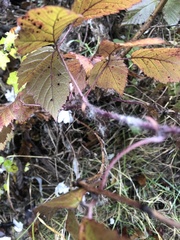Rubus