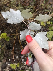 Populus alba