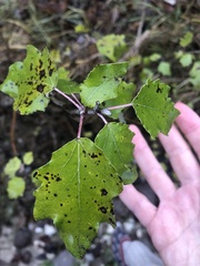 Populus alba