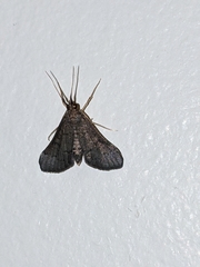 Piletocera macroperalis