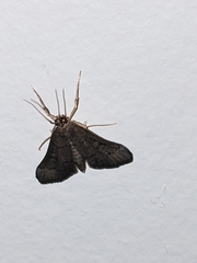 Piletocera macroperalis