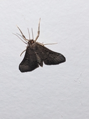 Piletocera macroperalis