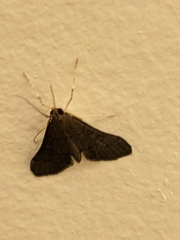 Piletocera macroperalis