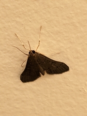 Piletocera macroperalis