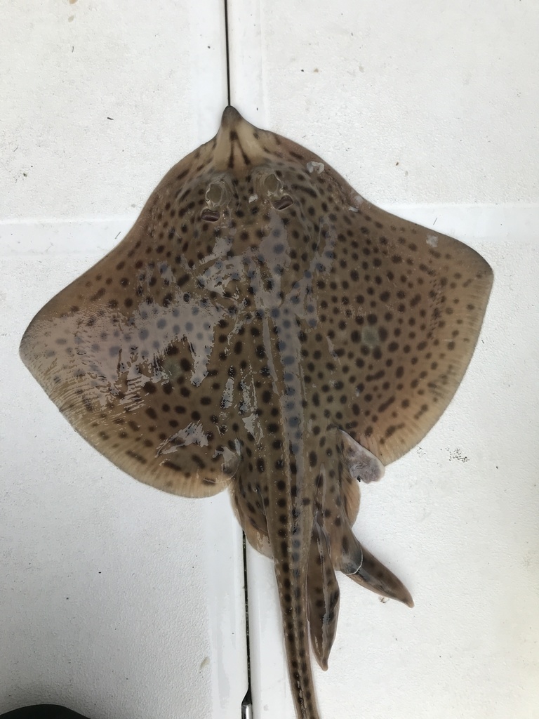 Photo of Spotted Ray (Raja montagui)