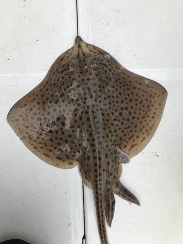 Spotted ray (Raja montagui) — Rajidae
