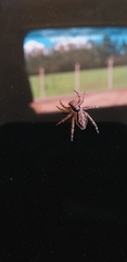 Menemerus bivittatus