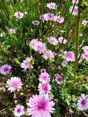 Crepis rubra