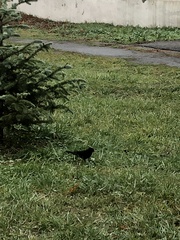 Turdus merula