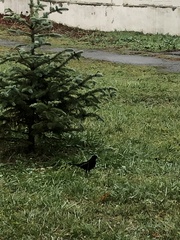 Turdus merula
