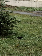 Turdus merula