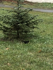 Turdus merula