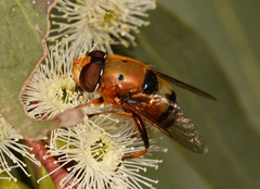 Austalis pulchella